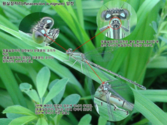 Paracercion v-nigrum