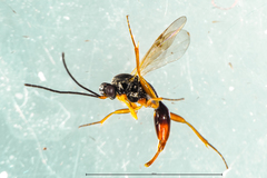 Fustiserphus intrudens