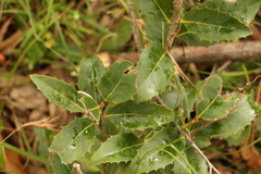 Denhamia bilocularis