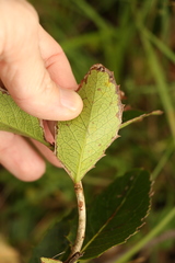 Denhamia bilocularis