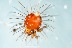 Neotrichozetes