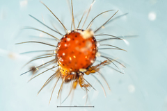 Neotrichozetes