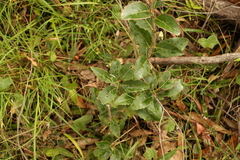 Denhamia bilocularis