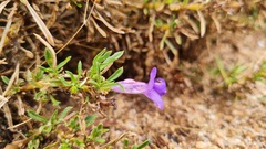 Aptosimum spinescens