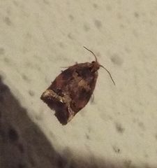 Argyrotaenia amatana