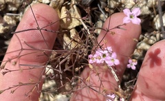 Stenotis asperuloides