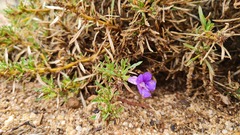 Aptosimum spinescens