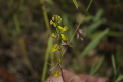 Listia bainesii