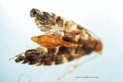 Glyphipterigidae