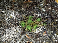 Gentianella vernicosa