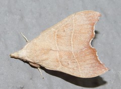 Hondryches phalaeniformis