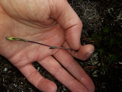 Gentianella vernicosa