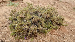 Aptosimum spinescens