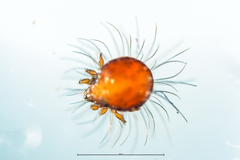Neotrichozetes