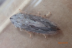 Stenocotis depressa
