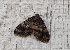 Operophtera occidentalis