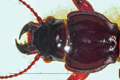 Mecodema moniliferum