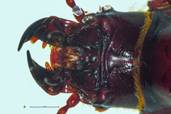 Mecodema moniliferum