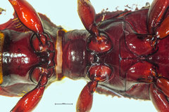 Mecodema moniliferum