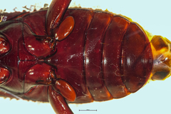 Mecodema moniliferum