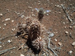 Acanthopsis hoffmannseggiana