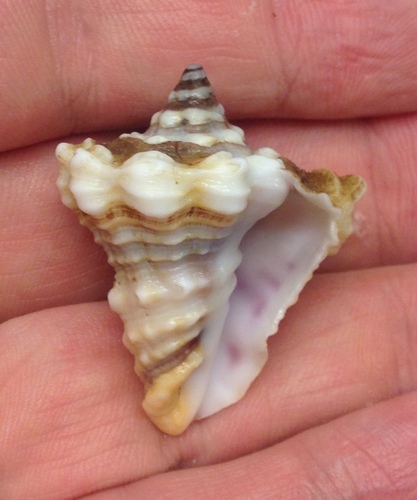 Volutella muricata
