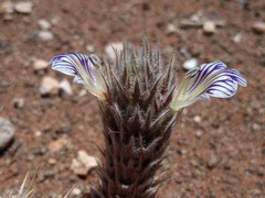 Acanthopsis hoffmannseggiana