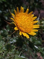 Berkheya spinosissima spinosissima