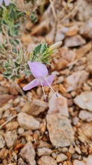 Barleria rigida
