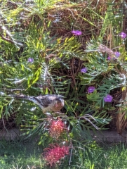 Anthochaera carunculata