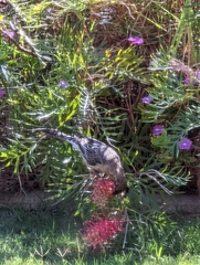 Anthochaera carunculata