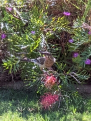 Anthochaera carunculata