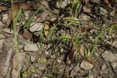Listia bainesii