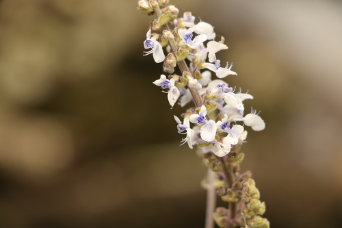 Image of Silver Spurflower (Coleus argentatus) by (c) Greg Tasney, some rights reserved (CC BY-SA)
