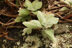 Coleus argentatus