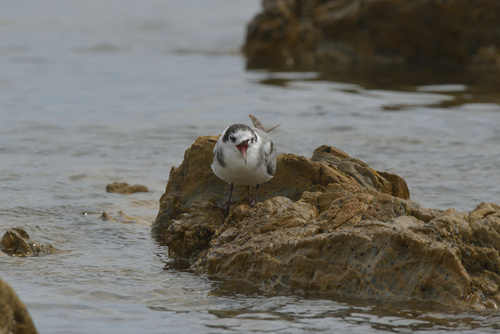 Eurasian Black Tern