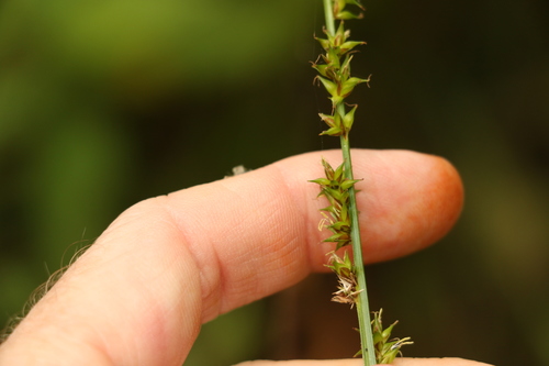 Carex declinata (Carex declinata)