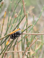 Diphucrania duodecimmaculata