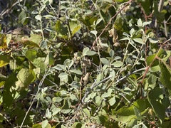 Bernardia lagunensis