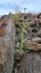 Cleome angustifolia diandra
