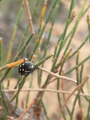 Diphucrania duodecimmaculata