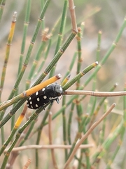 Diphucrania duodecimmaculata