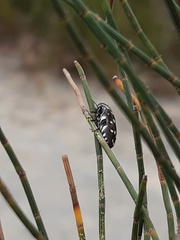 Diphucrania duodecimmaculata