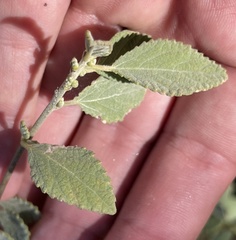 Bernardia lagunensis