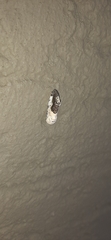 Acontia discoidea