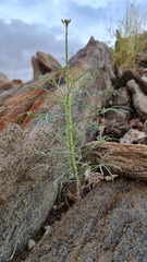 Cleome angustifolia diandra