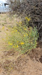 Cleome foliosa