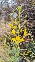 Cleome foliosa