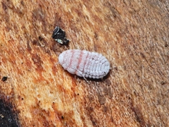 Coelostomidia zealandica