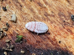 Coelostomidia zealandica